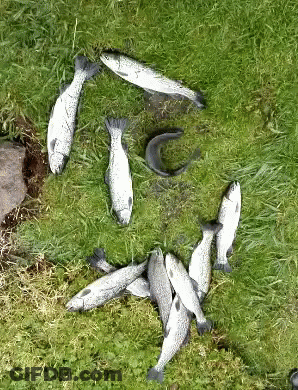 Fish Laying On Grass One With Black Tail GIF