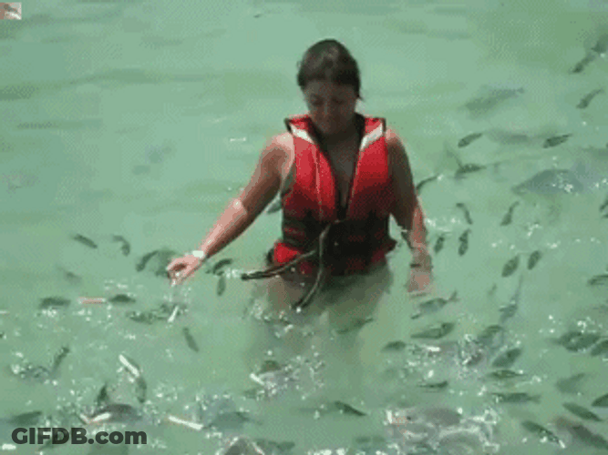 Fish Lunch Time Break GIF