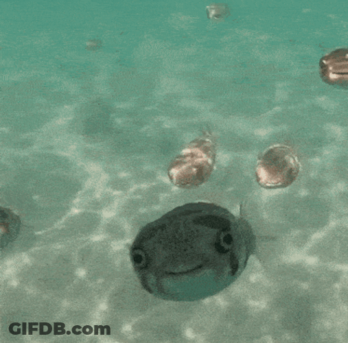 Fish Puffer Fish GIF