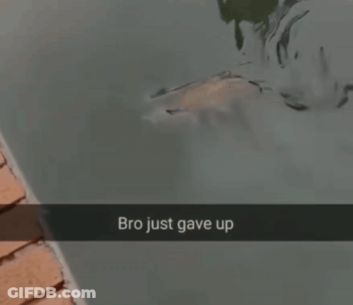 Fish Saying Bro Just Gave Up GIF