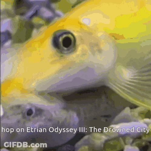 Fish Saying Hop On Etrian Odyssey III The Drowned City GIF