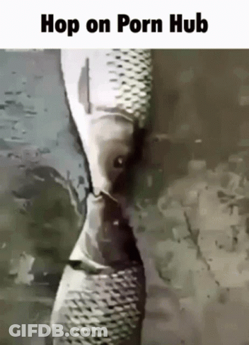 Fish Saying Hop On Porn Hub GIF