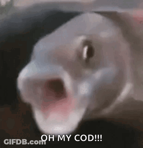 Fish Saying It's Cod Time GIF