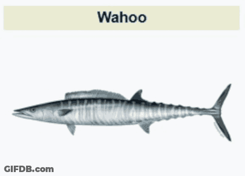 Fish Saying Wahoo GIF