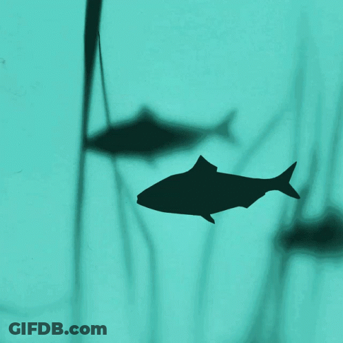 Fish Shadow Cast On Blue Surface GIF