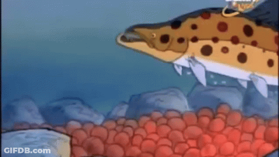 Fish Spawn Releases GIF