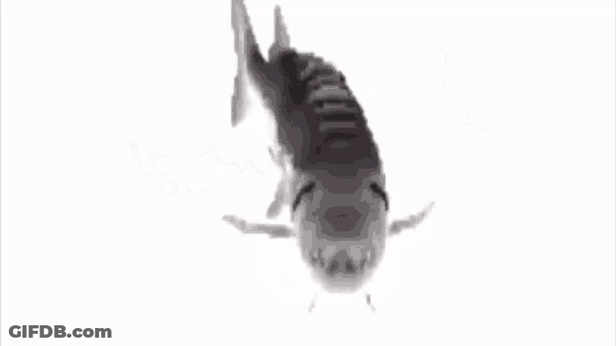 Fish Spin Sha GIF