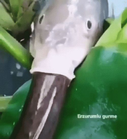 Fish Sucking Eel GIF