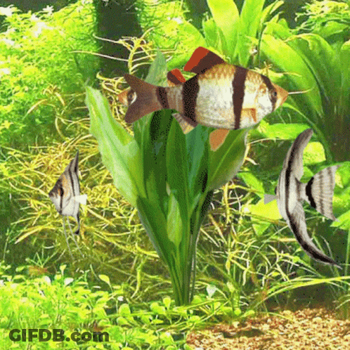 Fish Swimming Around Plant In Tank GIF