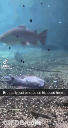 Fish Swimming Bro Really Just Emoted On His Dead Homie GIF