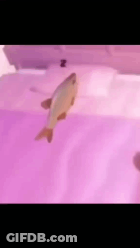 Fish Swimming In Pink Tank GIF