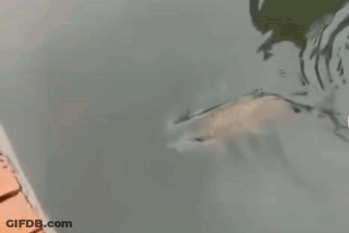 Fish Swimming In Pond Beside Brick Wall GIF