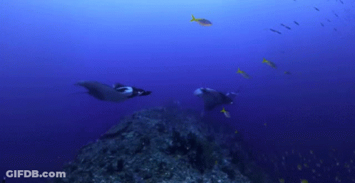 Fish Swimming Near Coral Reef GIF