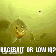 Fish Swimming Ragebait Or Low IQ GIF
