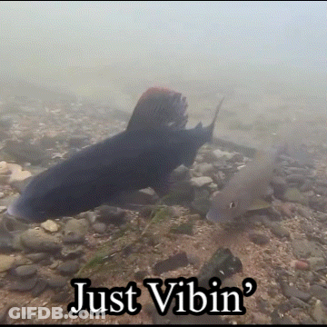 Fish Swimming Saying Just Vibin GIF