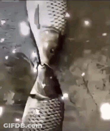 Fish Swimming With Person Reflection GIF