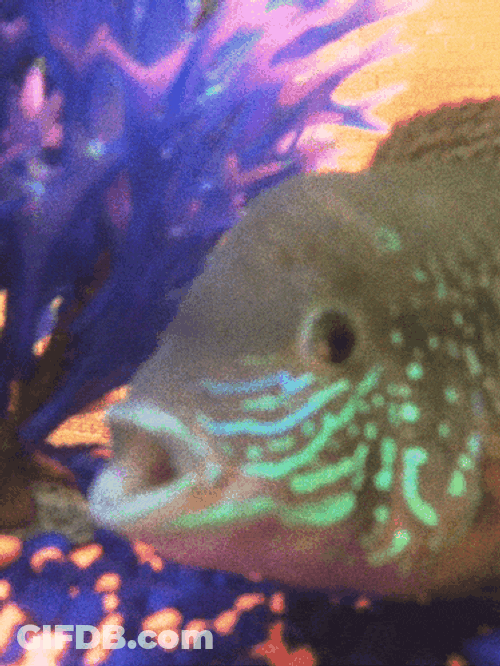Fish Water GIF