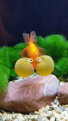 Fish With Big Eyes Sitting On Rock In Tank GIF
