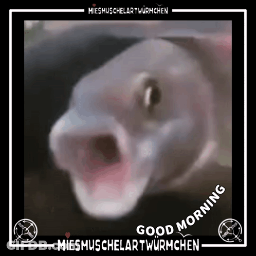 Fish With Mouth Open Saying Good Morning GIF