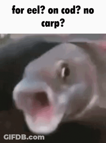 Fish With Open Mouth Saying For Eel On Cod No Carp GIF