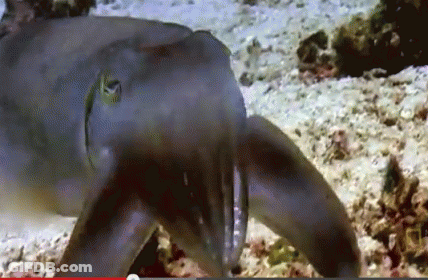 Fish With Red Arrow GIF