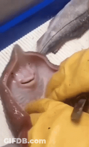 Fish With Yellow Glove GIF