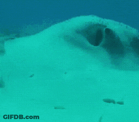 Fish Wtf GIF
