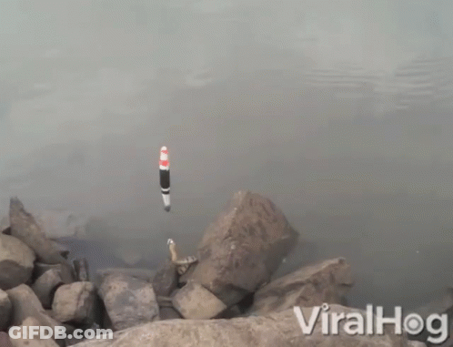 Fishing Float In Water Viralhog GIF