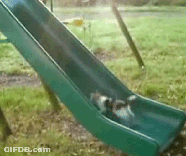Fitness Cute Cat Slide GIF