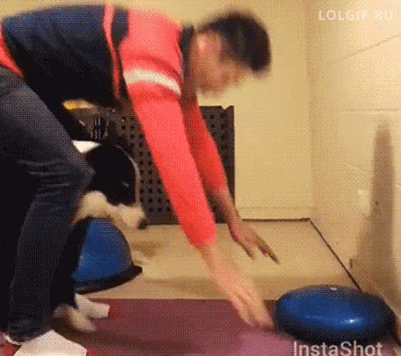 Fitness Dogs Cute Workout GIF