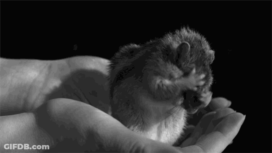 Fixing Self From Stress Squirrel GIF
