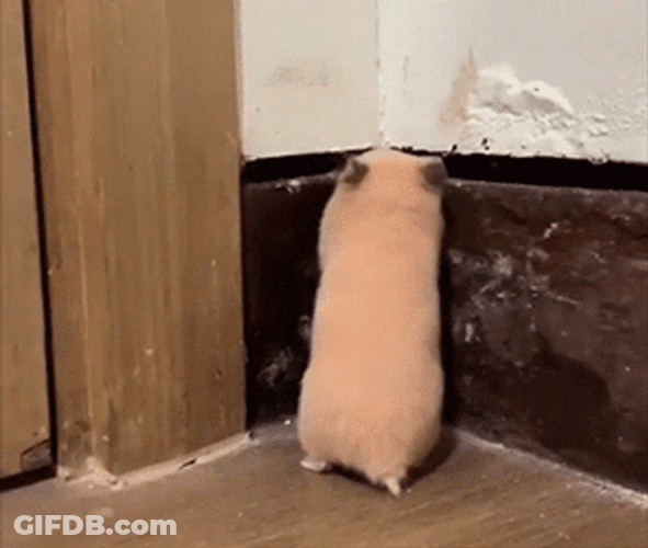 Flabbergasted Hampter Meme GIF