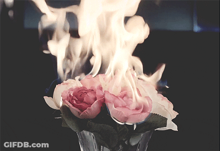 Flaming Pink Rose Flowers GIF