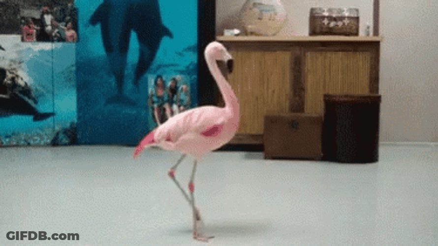 Flamingo GIF