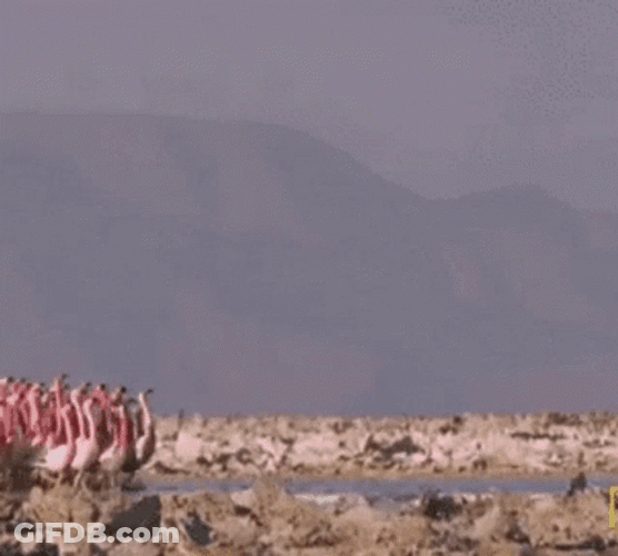 Flamingo Family GIF