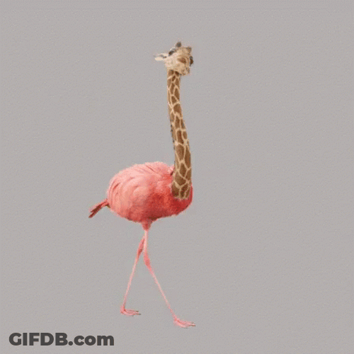 Flamingo Giraffe Fusion GIF