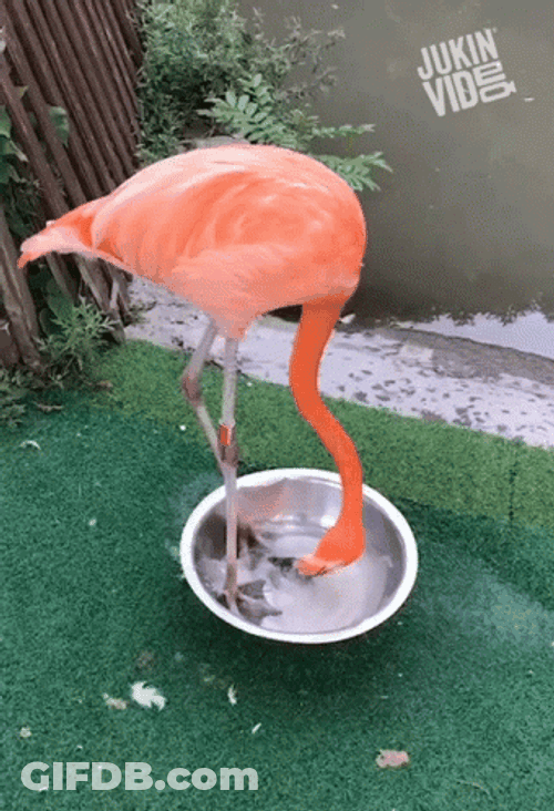 Flamingo In A Basin GIF