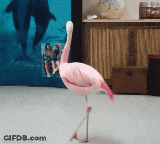 Flamingo On Set GIF