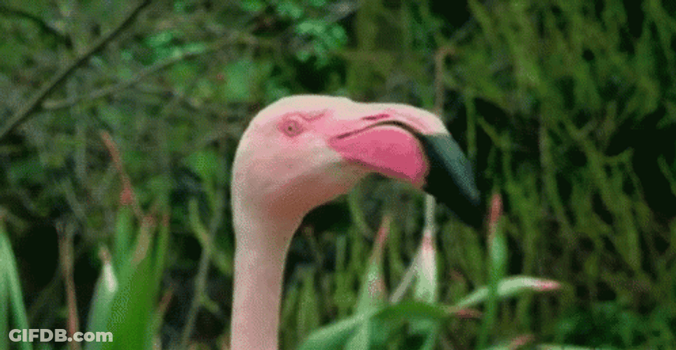 Flamingo Quick Look GIF