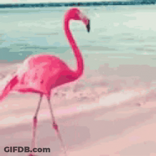 Flamingo Walking By The Beach GIF