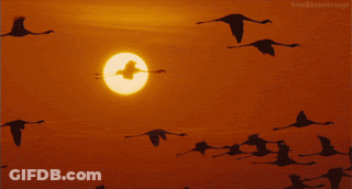 Flamingos Flying At Sunset GIF