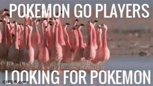 Flamingos Saying Pokemon Go Players Looking For Pokemon GIF