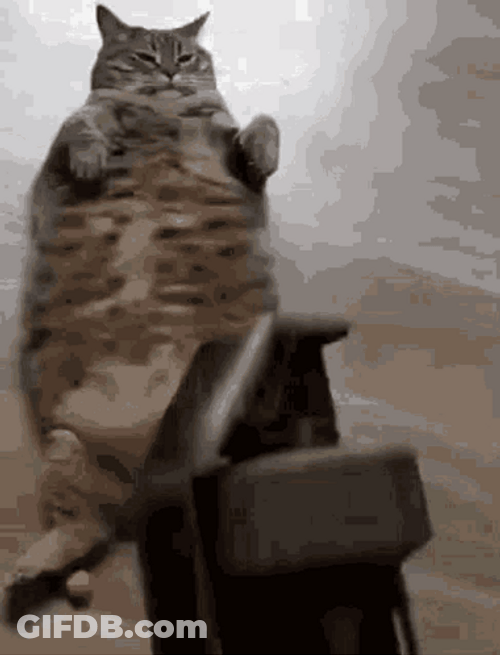 Flashbang Cat Biting Grenade GIF