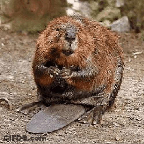 Flashing Beaver Image In Nature GIF