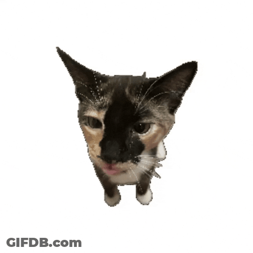 Flat Kitten Cat Spinning GIF