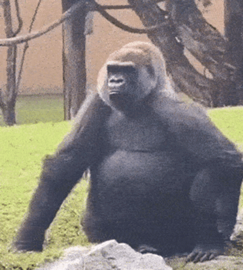 Flirty Tongue Funny Gorilla GIF