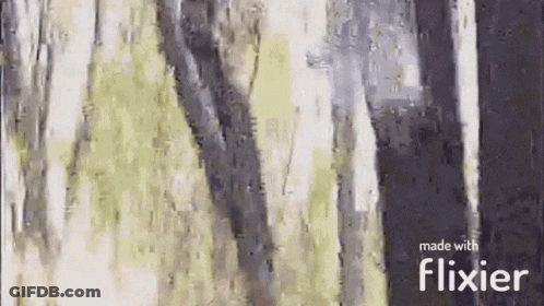 Flixier Forest Painting With Trees GIF