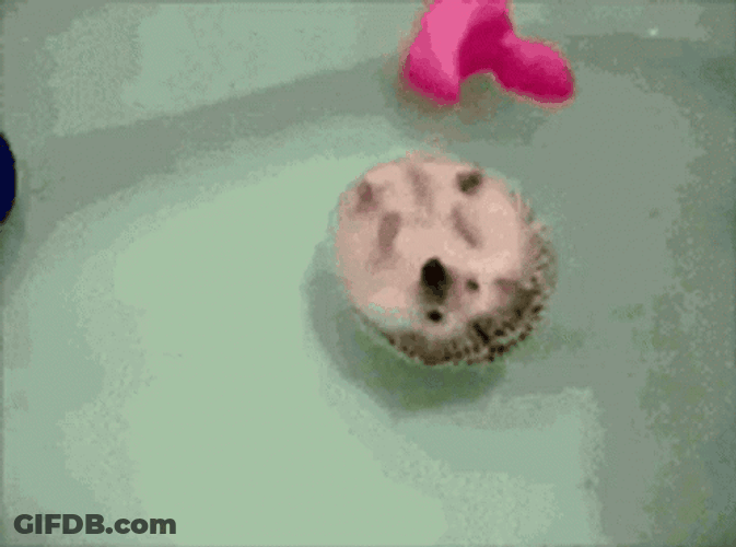 Floating Hedgehog Bath Time GIF