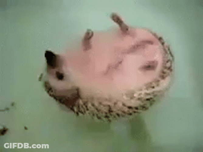 Floating GIF