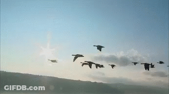 Flock Of Birds Flying In Formation GIF